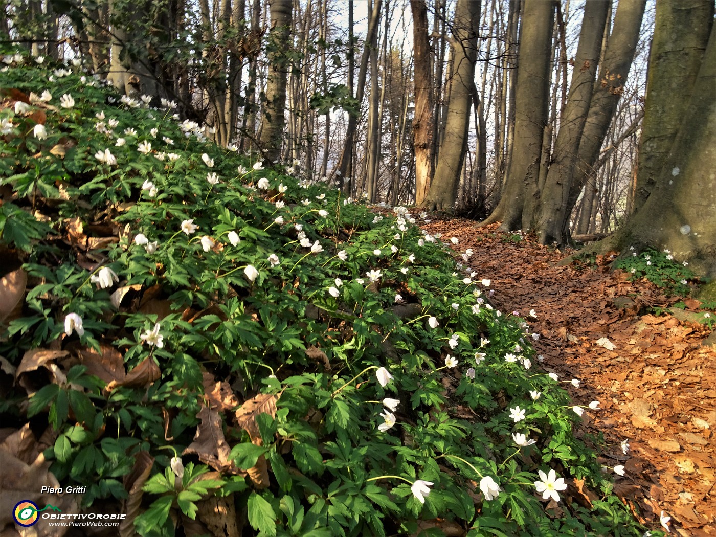 43 Distese di anemoni dei boschi (Anemonoides nemorosa).JPG